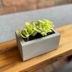 Concrete Succulent Box - Small